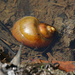 Spike-topped Apple Snail - Photo (c) leithallb, some rights reserved (CC BY-NC), uploaded by leithallb