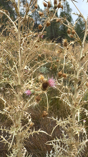 California swamp thistle (Cirsium douglasii)