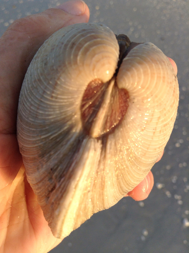 Southern Quahog