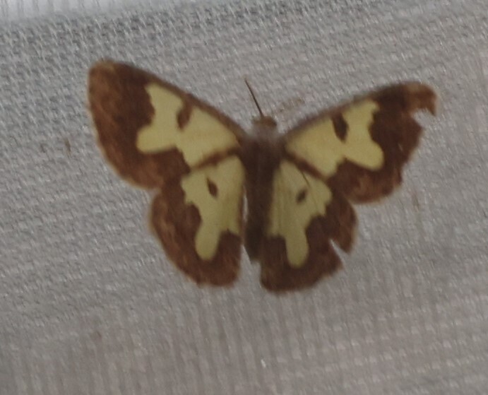 Zamarada xystra