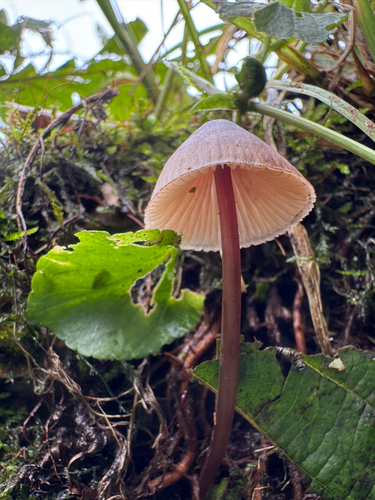 Mycena haematopus