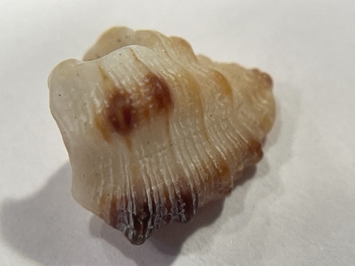 Semiricinula turbinoides, 2025-10-14