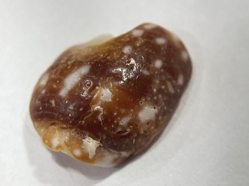 Mitra maculosa, 2025-10-14