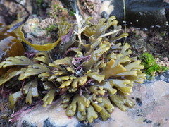 Xiphophora chondrophylla