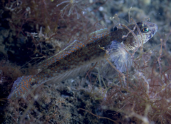 Favonigobius