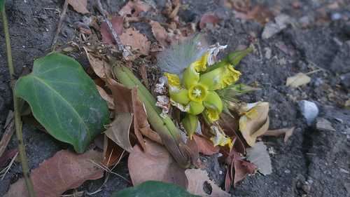Prestonia mollis, photograph 5