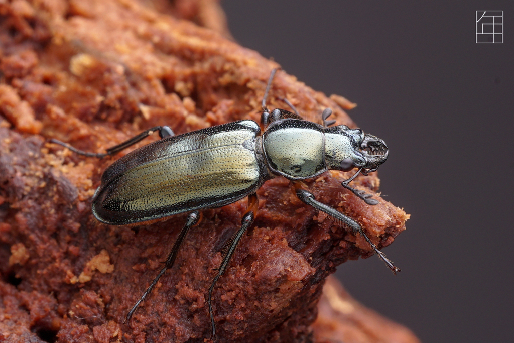 Platycerus dundai