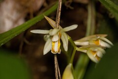 Coelogyne trinervis, photograph (c) Gerard Chartier, some rights reserved (CC BY)