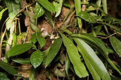 Coelogyne trinervis, photograph (c) Gerard Chartier, some rights reserved (CC BY)