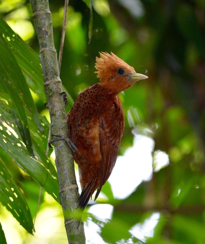 Chestnut-colored Woodpecker