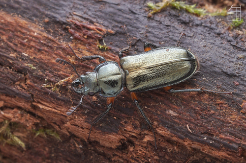 Platycerus turnai