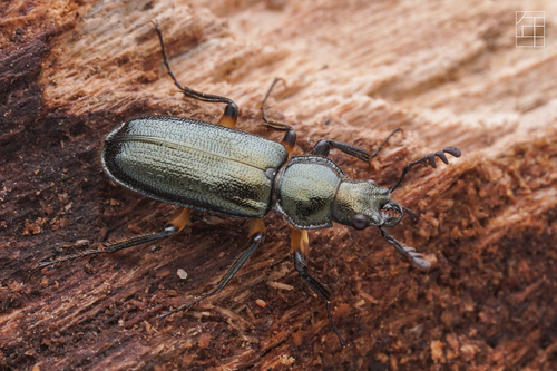 Platycerus yangi