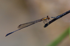 Elattoneura analis