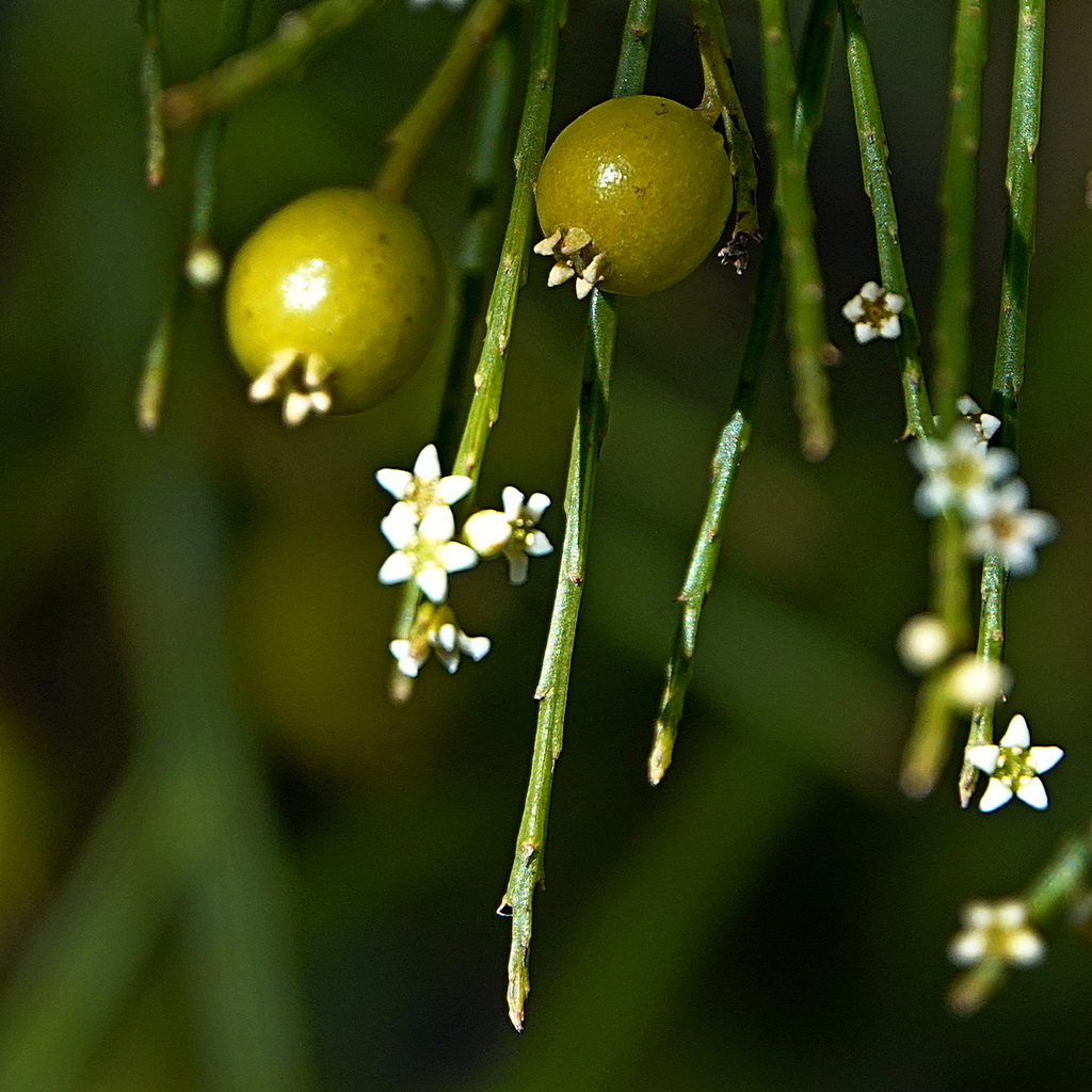 White sour bush
