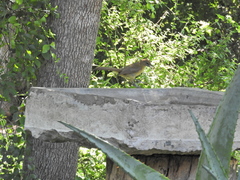 Chlorocichla flaviventris flaviventris