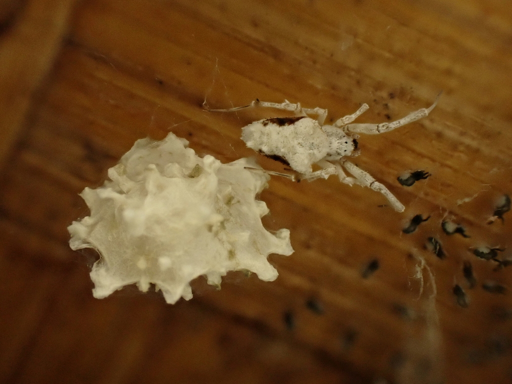 Uloborus krishnae