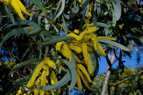 Motherumbah (Acacia cheelii)