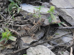 Sceloporus horridus