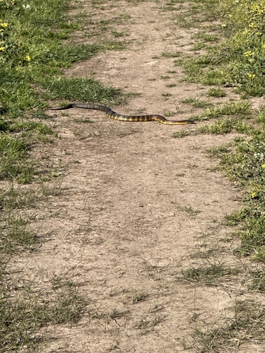 Tiger Snake sighting