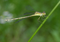 Lestes unguiculatus