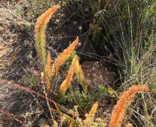 Juniper-like Asparagus (Asparagus juniperoides)