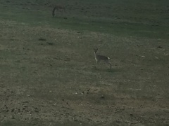 Procapra picticaudata