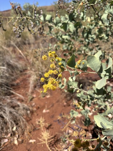 Ranji Bush (Acacia pyrifolia)