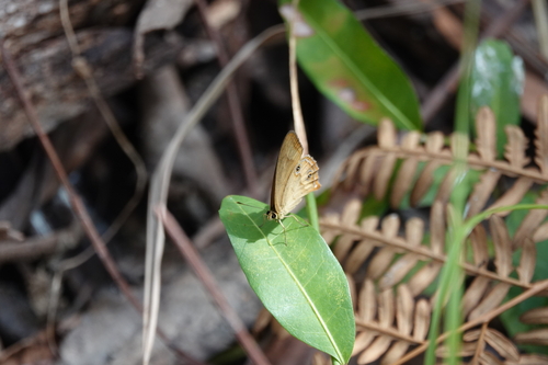 Brown Ringlet photo 5
