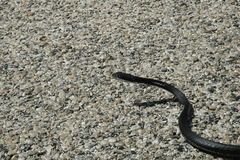 Masticophis taeniatus girardi