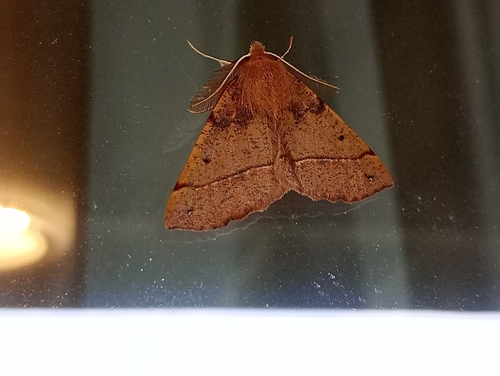 Feathered Thorn
