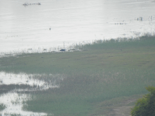 Black Stork