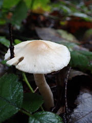 Inocybe geophylla