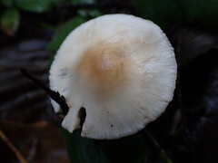 Inocybe geophylla