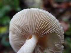 Inocybe geophylla