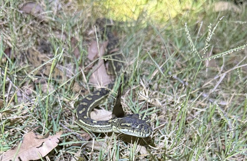 Coastal Carpet Python sighting