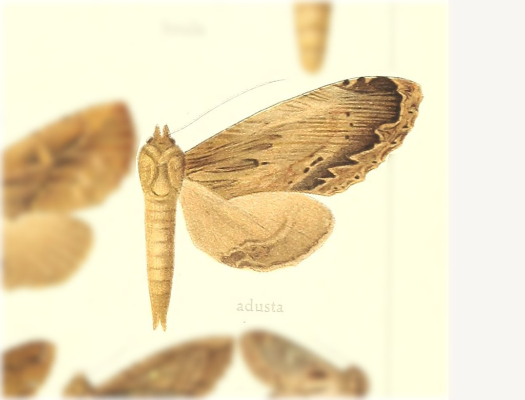 Ophitis adusta