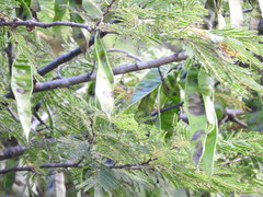 Lysiloma divaricatum