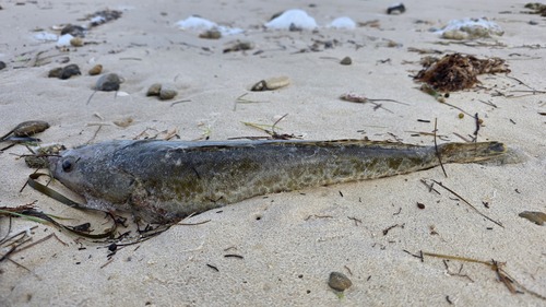 Rots-platkop (Platycephalus laevigatus) — Platycephalidae — 3