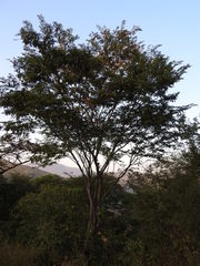 Lysiloma divaricatum