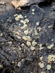 Orbiliomycetes