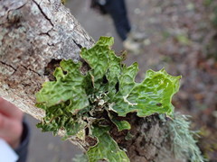 Lobaria pulmonaria
