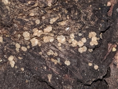 Orbiliomycetes