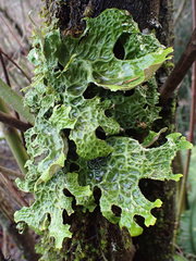 Lobaria pulmonaria