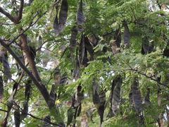 Lysiloma divaricatum