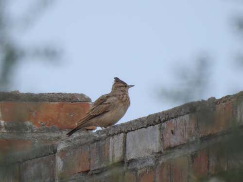 Crested Lark