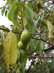 Tabernaemontana glabra