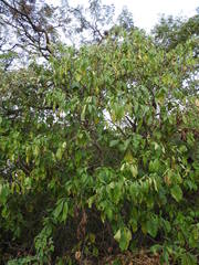 Tabernaemontana glabra