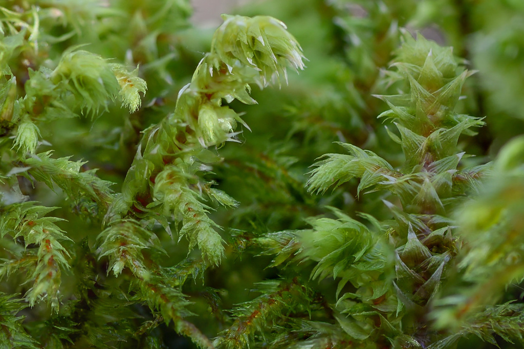 rough goose neck moss (Biodiversity WSU Pullman) · iNaturalist