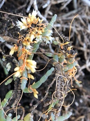 Cuscuta pacifica pacifica