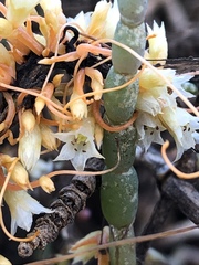 Cuscuta pacifica pacifica